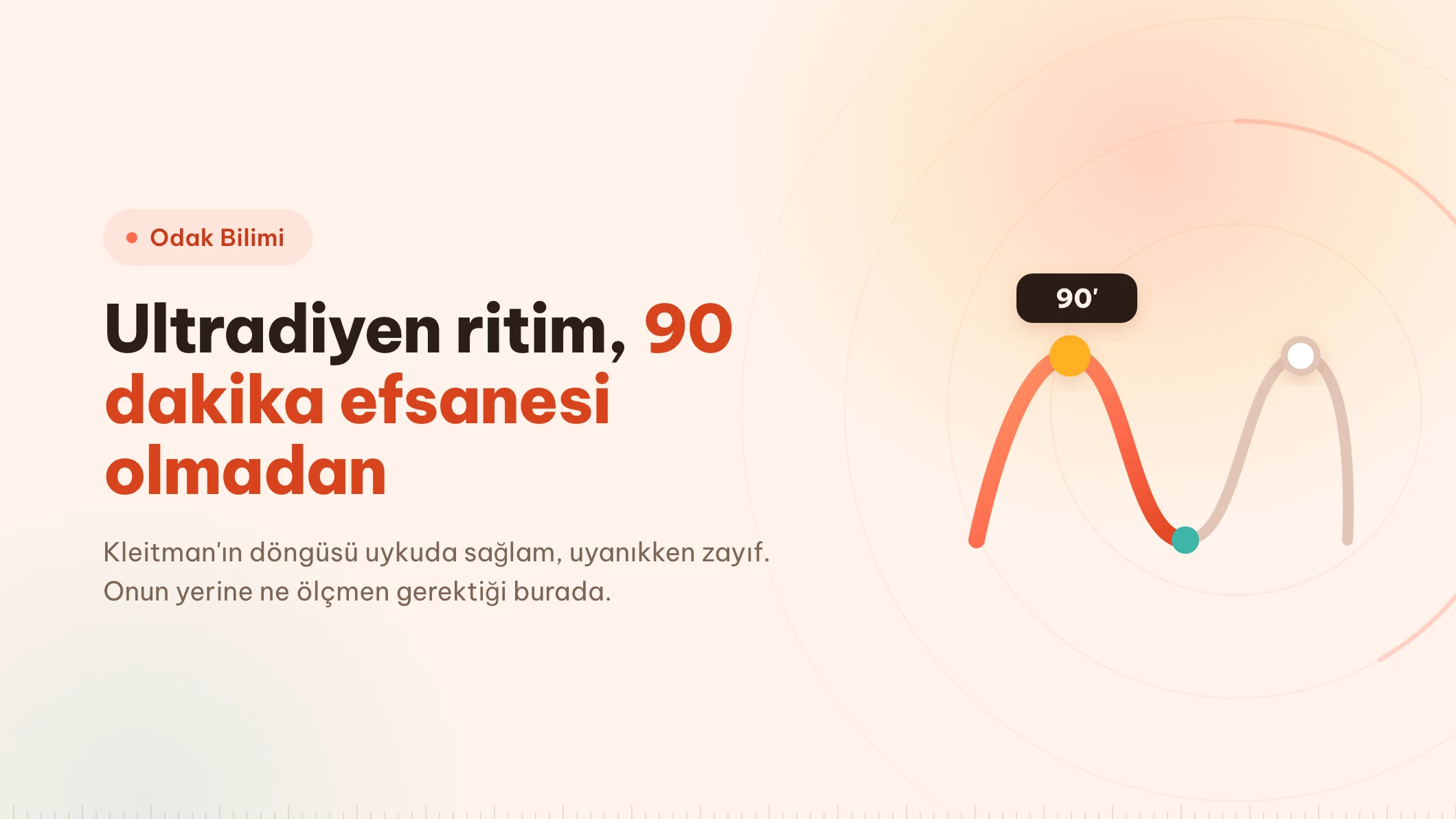 Ultradiyen ritim: 90 dakikalık blok neye dayanıyor